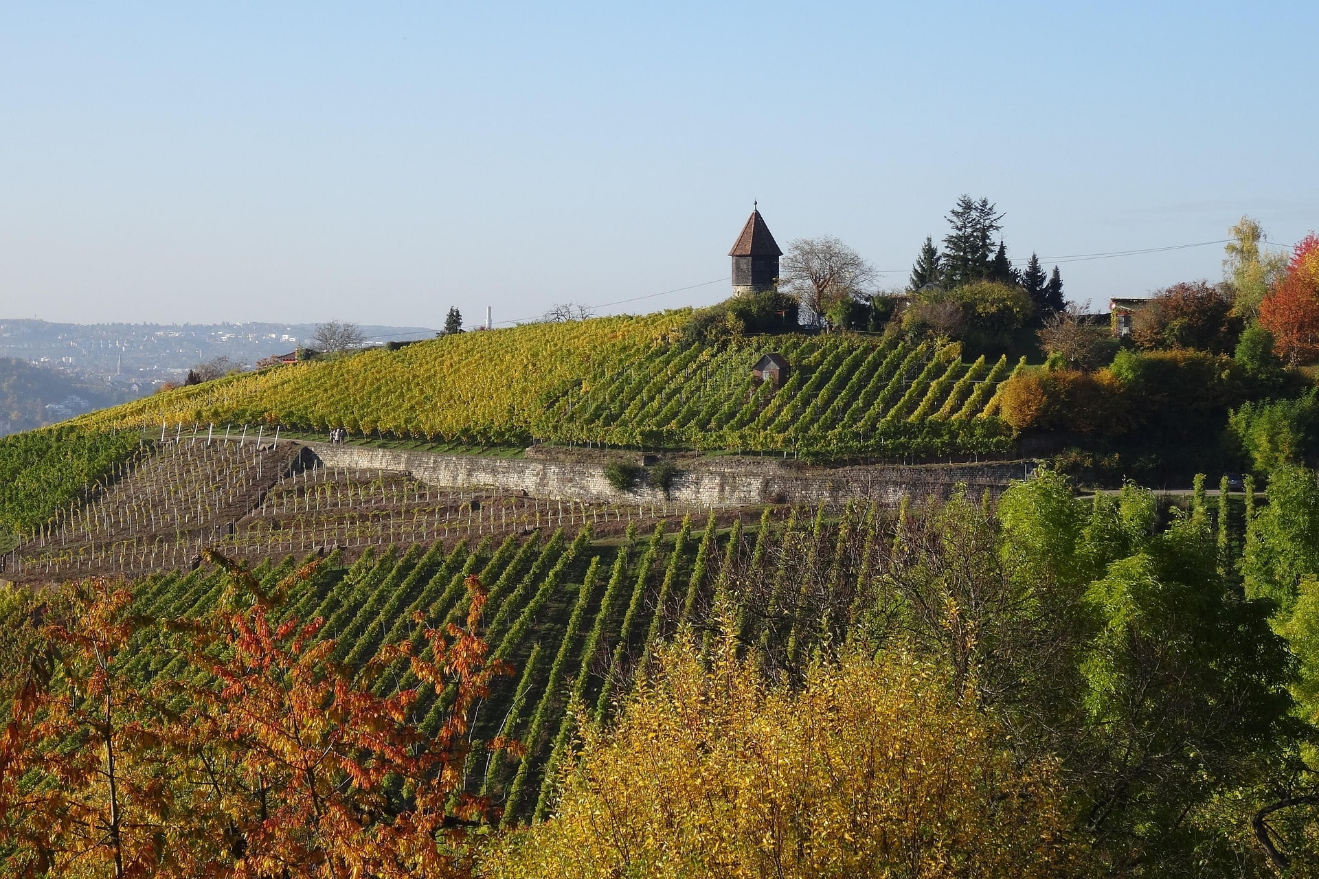 Weinberge im Herbst mit Blick auf die Grabkapelle auf dem Württemberg bei Stuttgart