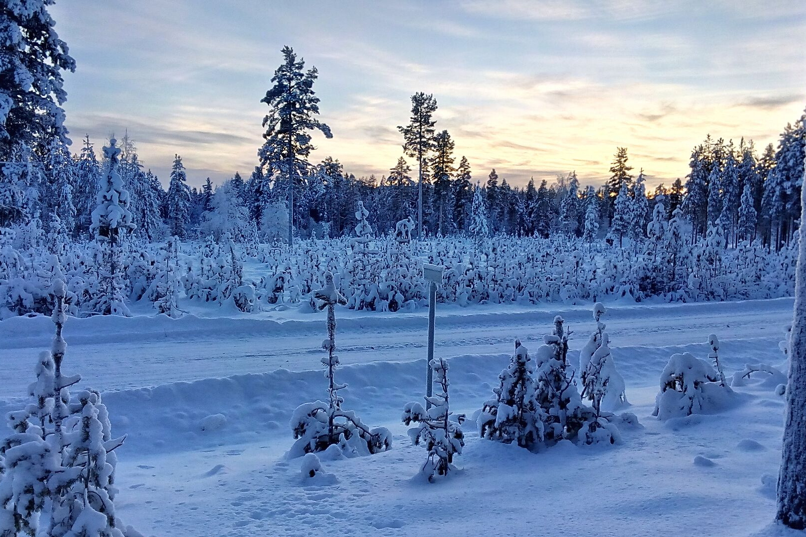 Schneebedeckte Bäume und Straße bei blauem Himmel im Abendlicht