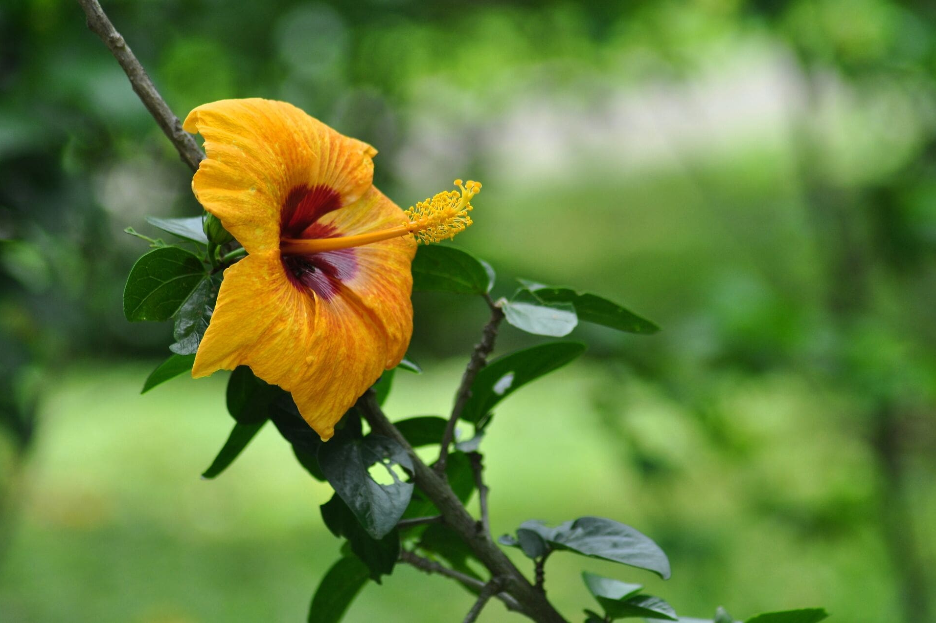 Leuchtend gelbe Hibiskusblüte mit rotem Zentrum an grünem Zweig