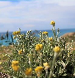 Kleine gelbe Wildblumen vor unscharfer Meereskulisse