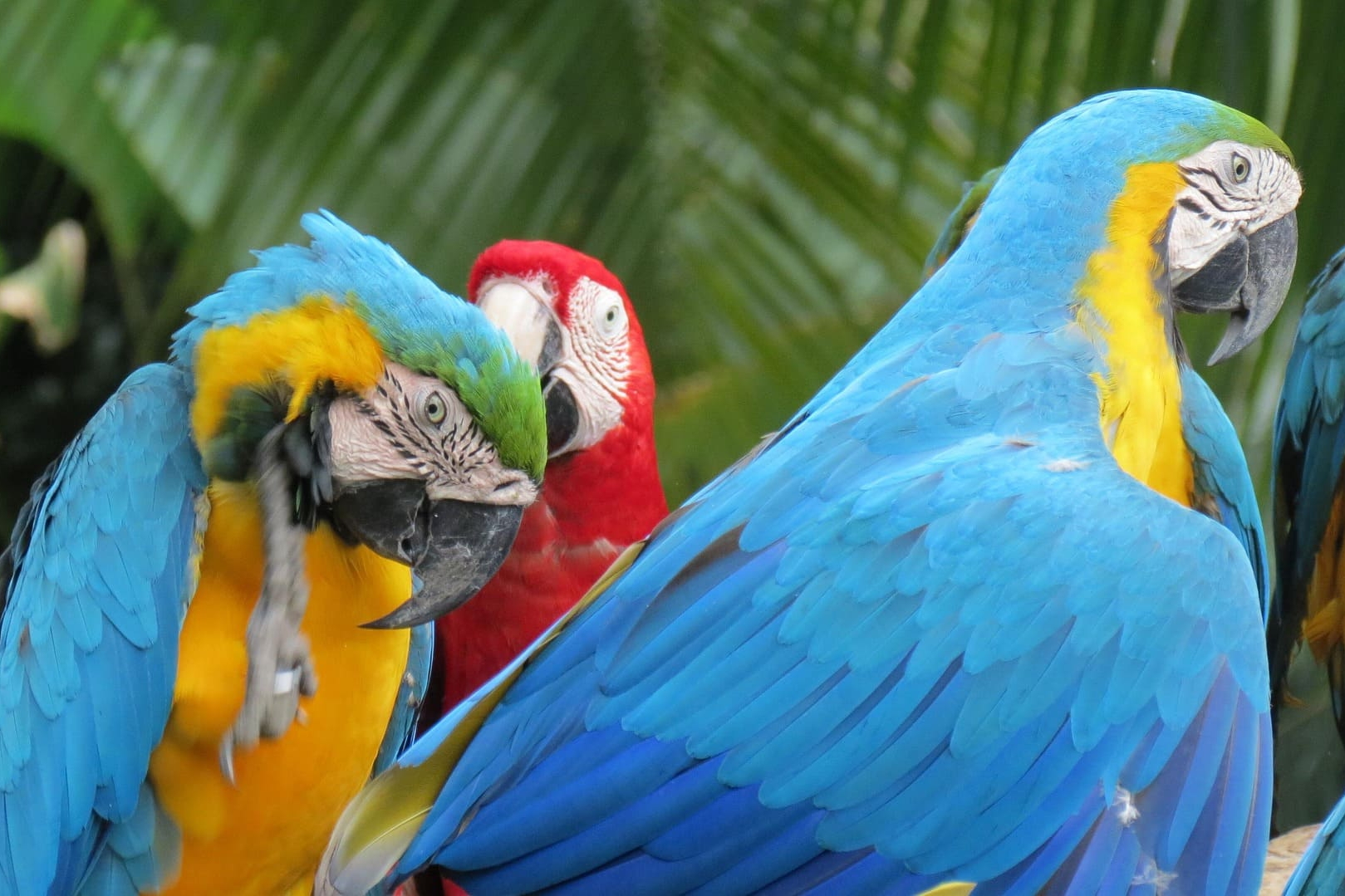 Gruppe farbenprächtiger Aras mit blauem, gelbem und rotem Gefieder