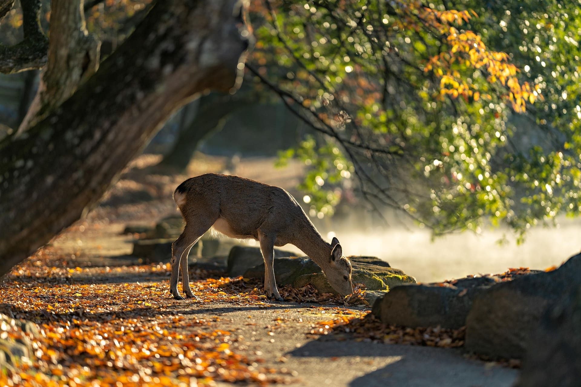 Reh frisst am Boden unter herbstlich gefärbten Bäumen in Japan