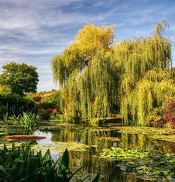 Idyllischer Teich mit Seerosen und Trauerweiden im Garten Monets