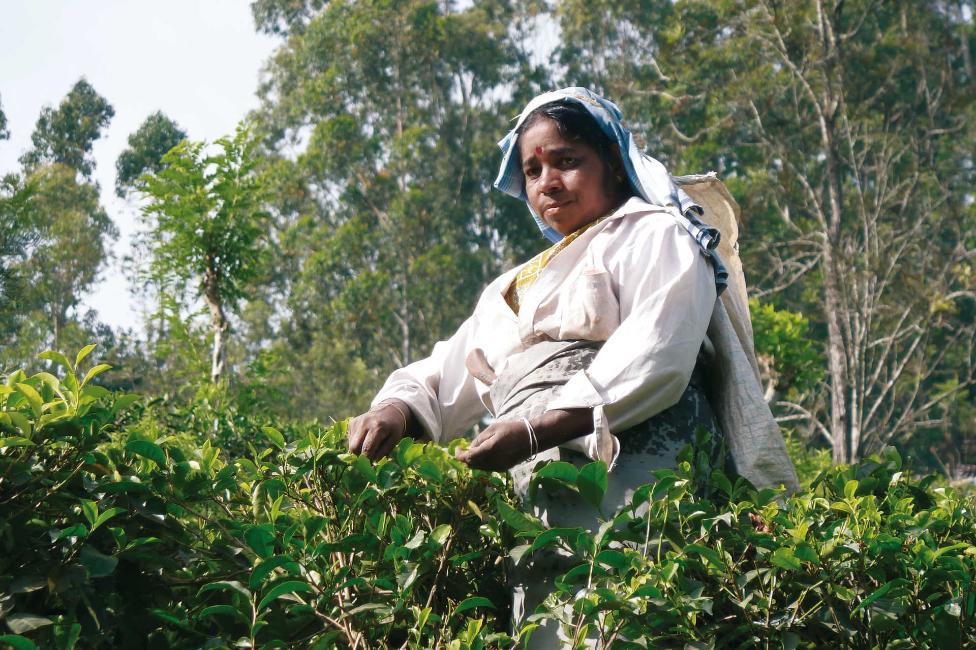 Frau mit Kopftuch und Sammelsack pflückt von Hand Teeblätter auf Plantage im Hochland