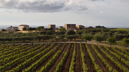 Reihen grüner Reben führen zu alten Steinhäusern am Horizont