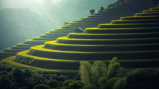 Grüne Terrassenfelder steigen stufenförmig den Berghang hinauf