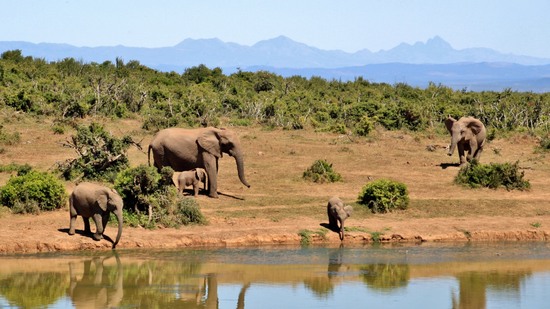 Gruppe von Elefanten mit Jungtieren am Wasserloch in der Savanne